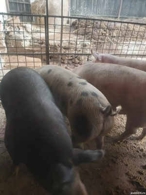 Vând porci  - imagine 2