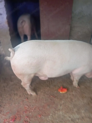 Porci de vanzare - imagine 1