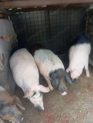 Porci de vanzare - imagine 2