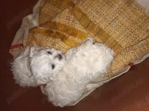 Bison maltez originali