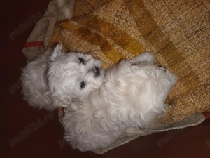 Bison maltez originali detin ambi parinti