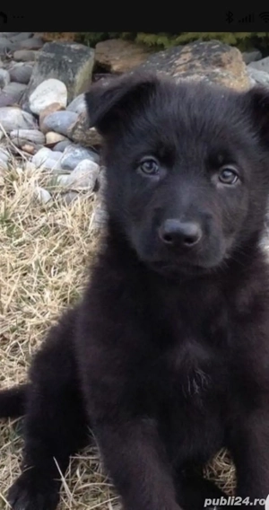 Ciobanesc german negru 
