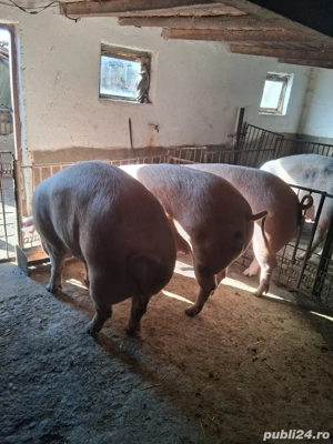 Vand porci de carne - imagine 3