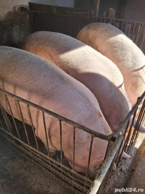 Vand porci de carne - imagine 2