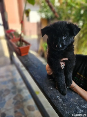 Ciobanesc german negru