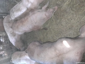 porci de vinzare  - imagine 2