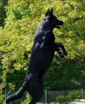 Ciobanesc german negru 
