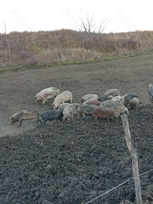 Vand porci...... - imagine 3