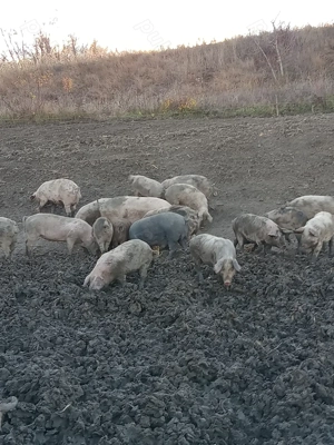 Vand porci...... - imagine 2