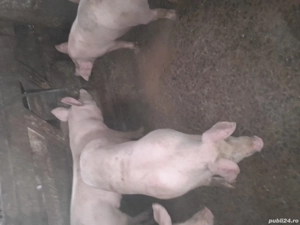 porci de vinzare  - imagine 5