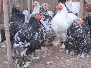 Vănd gaini si cocosi cochinchina