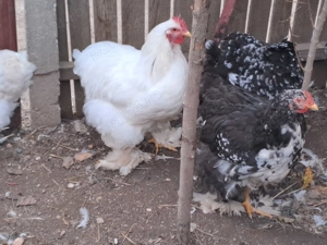 Vănd gaini si cocosi cochinchina - imagine 2