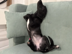 Cățelușa pentru adoptie - imagine 3