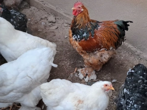 Vănd gaini si cocosi cochinchina - imagine 3