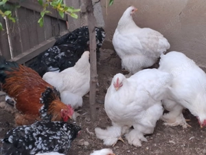 Vănd gaini si cocosi cochinchina - imagine 4