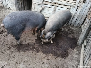 Porci de vânzare pentru Crăciun 