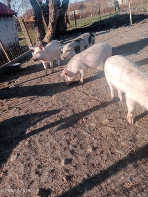 Vând purcei mănâncă ori ce le dai mai multe detalii la telefon  - imagine 2