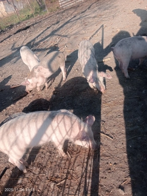 Vând purcei mănâncă ori ce le dai mai multe detalii la telefon 