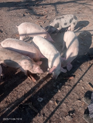 Vând purcei mănâncă ori ce le dai mai multe detalii la telefon  - imagine 3