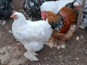 Vând cocoș și găini cochinchina - imagine 4