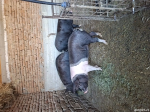 Vind Porci bazna pt sacrificat cu greutate intre 80 si 110kg - imagine 3