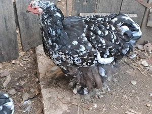 Vând cocoș și găini cochinchina - imagine 5