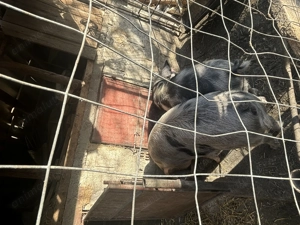 Vand porc pentru sarbatori