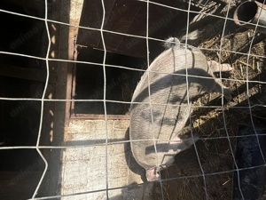 Vand porc pentru sarbatori - imagine 2