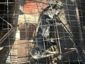 Vand porc pentru sarbatori - imagine 4