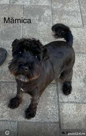 catei Snoodle Dog ( fara pedigree )