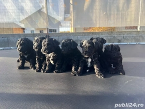 catei Snoodle Dog ( fara pedigree )