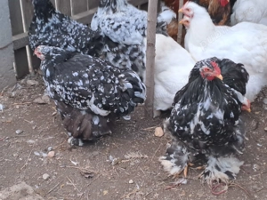 vând famile de găini cochinchina bobat 1+5 - imagine 2