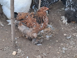 vând famile de găini cochinchina bobat 1+5 - imagine 3