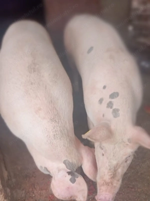 Porci de vanzare - imagine 3