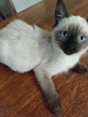 Pisicuța rasa birmaneza  - imagine 3