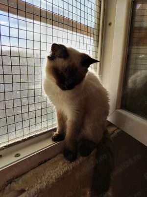 Pisicuța rasa birmaneza  - imagine 5