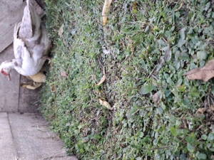 Vand 3 rate mute cu 16 boboci 