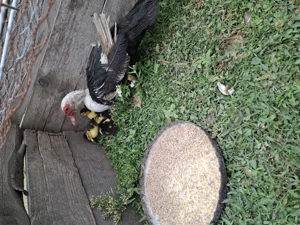 Vand 3 rate mute cu 16 boboci  - imagine 2