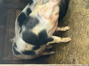 Porc de vânzare ! - imagine 3