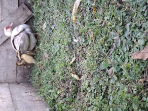 Vand 3 rate mute cu 16 boboci  - imagine 4