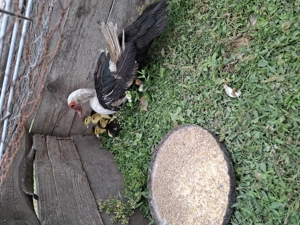 Vand 3 rate mute cu 16 boboci  - imagine 3