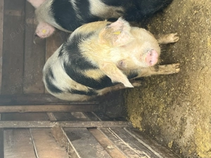 Porc de vânzare ! - imagine 2