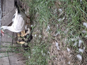 Vand 3 rate mute cu 16 boboci  - imagine 5