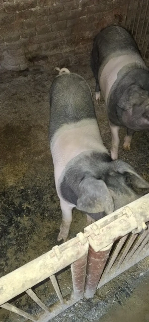 Porci de sacrificat  - imagine 2