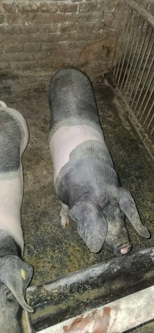 Porci de sacrificat  - imagine 3