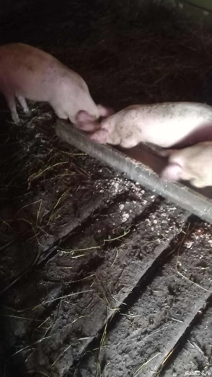 Purcei de vanzare Poiana Cristei Vrancea  - imagine 5