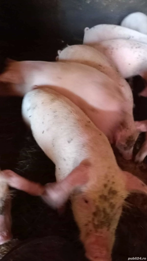 Purcei de vanzare Poiana Cristei Vrancea 