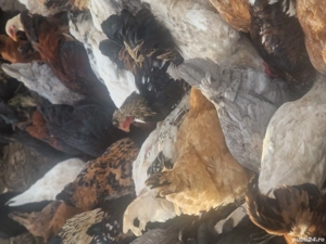 găinușe, cocoșei pui - imagine 3