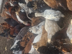 găinușe, cocoșei pui