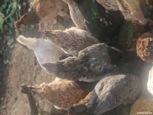 găinușe, cocoșei pui - imagine 2